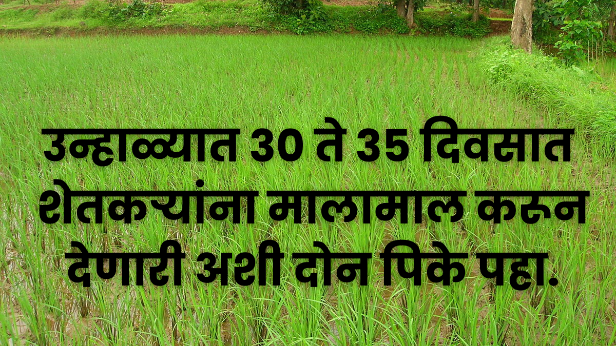 Sheti bussiness : उन्हाळ्यात 30 ते 35 दिवसात शेतकऱ्यांना मालामाल करून देणारी अशी दोन पिके पहा.